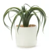 Green Aloe In Off-White Speckled Pot