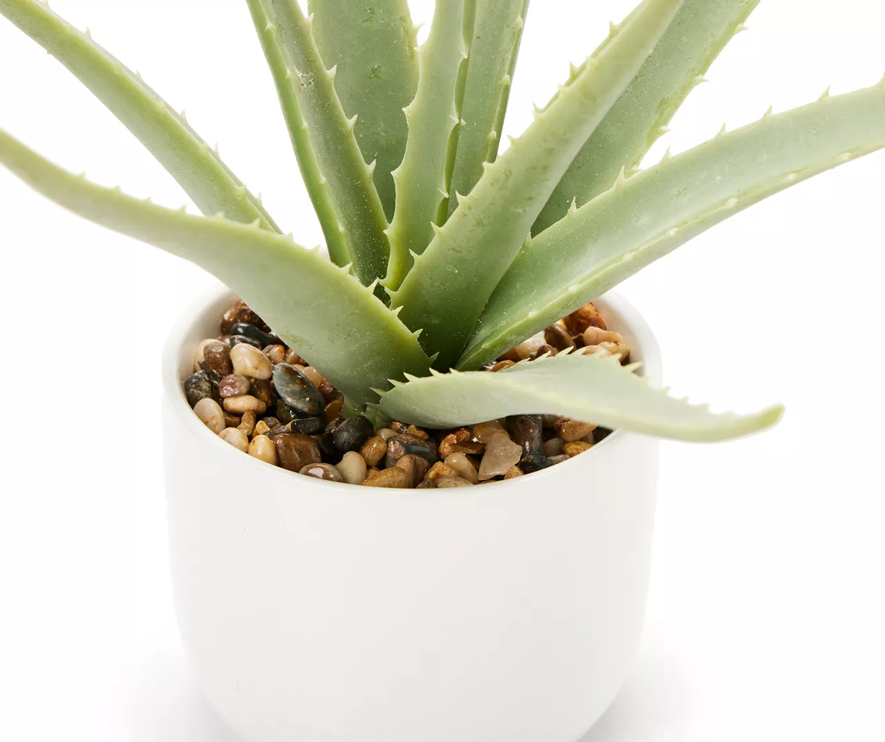 Green Aloe Plant With White Ceramic Pot 2 Green Aloe Plant With White Ceramic Pot - Image 2