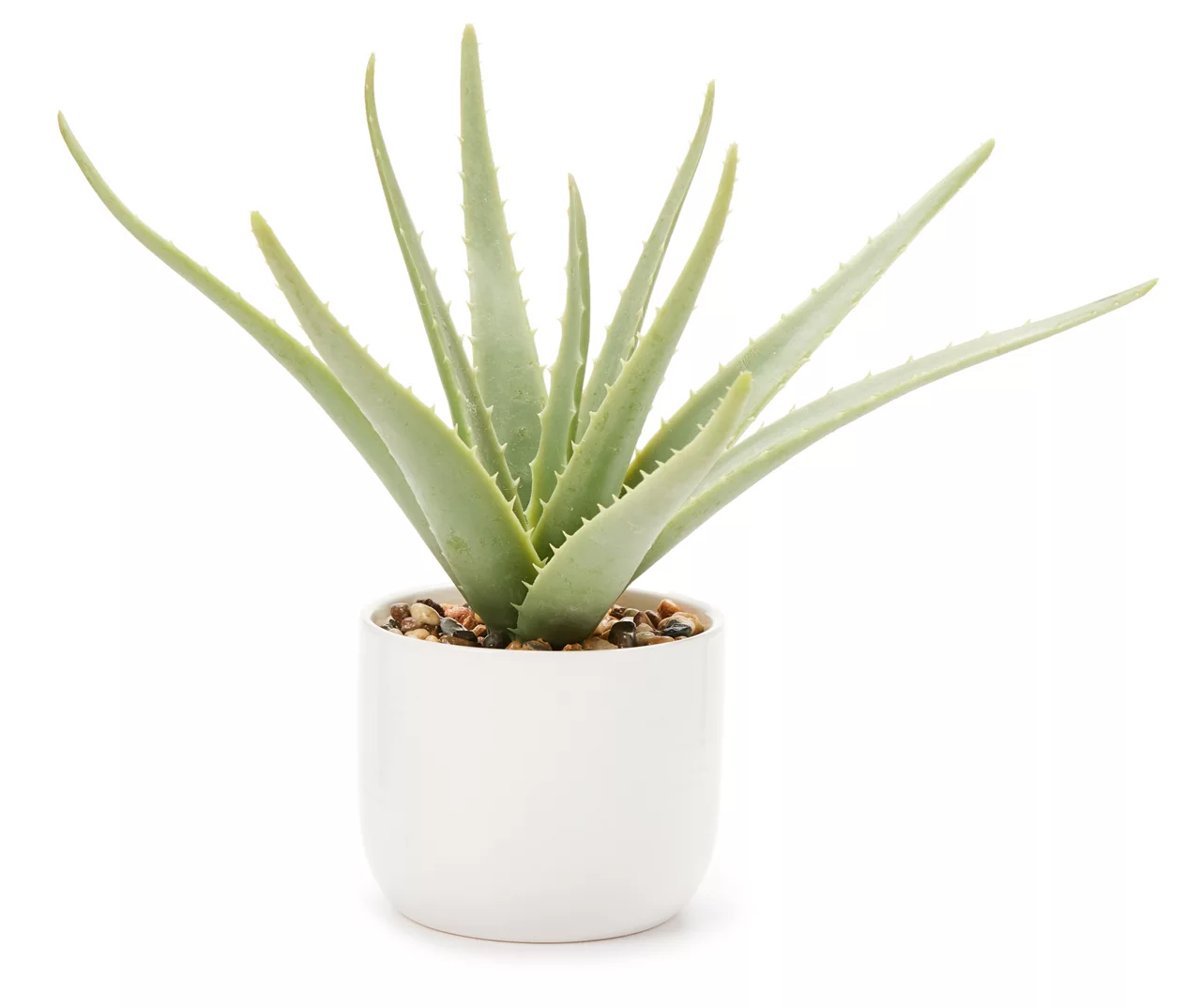 Green Aloe Plant With White Ceramic Pot 1 Green Aloe Plant With White Ceramic Pot