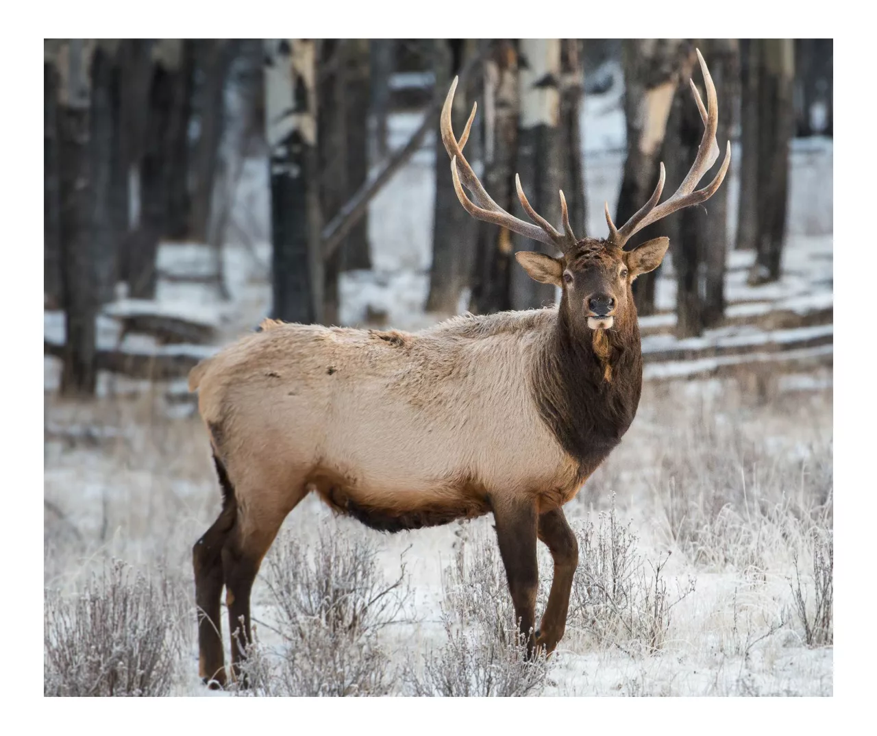 Raschel Brown & White Deer Throw, (50" X 60") 1 Raschel Brown & White Deer Throw, (50" X 60")