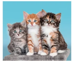 Raschel Blue & Brown Kittens Throw, (50" X 60")