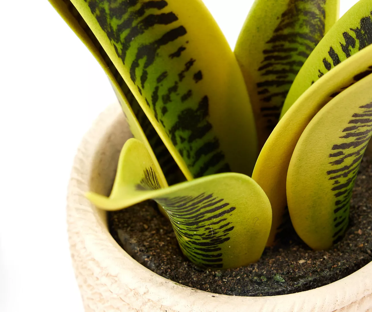 Artificial Succulent In Black & White Braid Resin Pot 2 Artificial Succulent In Black & White Braid Resin Pot - Image 2